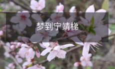 的顶端:一个梦境中的探索与奇遇记,探寻一百层宁靖梯顶的秘密与神秘