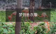 突然醒来的梦之惊魂时刻:深夜迷失在不熟悉的街头,一袭华美衣装的我竟不知何时开端遗失,翻遍记忆,昏黄灯光下独自寻找最后的一丝线索…