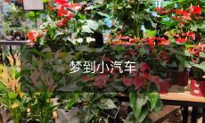 在梦中见到小汽车:回忆自己的儿时游戏和成长过程