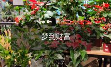 梦见自己变得富有,躺在堆满金币的床上感受无限的幸福和安宁,一切都如此真实,仿佛拥有了全部财富