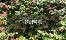 梦见香甜可口的糕点,充满诱人的诱惑与美味,带来无尽的食欲和愉悦体验!