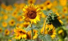 哪些八字组合的男人才能获得美好的婚姻?