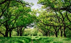 什么是子酉相冲的代表意义?子遇酉犯桃花相破会对命理产生什么影响?