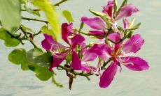 阳刃格的婚姻运势究竟如何?是否适合晚婚的人群?