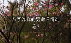 八字如何影响男命旧情难以忘怀的情感体验?