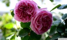 解读2022年五月初八生的宝宝八字,探究其个性特点、身体健康、事业发展和婚姻运势等方面的启示