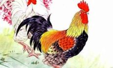 2021年10月属鸡人的生活、事业、财运各方面情况详细分析