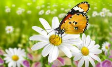 什么样的日期和时间最适宜分娩,以确保新生儿和产妇的最佳健康状况?