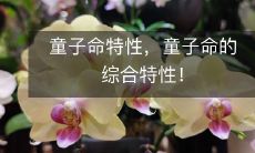 童子命的个性和特点,探索童子命的全面特质!