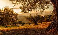 深度探究立冬出生人的命运轨迹:机遇、挑战与潜力分析