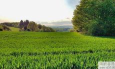 1999年7月出生,属兔的人的命运如何?他们的生辰八字好吗?