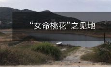 对于“女命桃花”的看法和观点