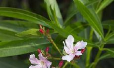 如果你是阳刃格的人,为了获得幸福的婚姻,你应该找一个怎样的配偶?