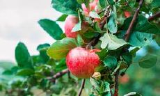 有什么样的人适合与食神格男命相配?食神格男命的婚姻发展趋势如何?