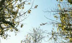 探究松柏木命的定义以及与其相关的个人特质,从而探讨松柏木命的性格优劣势