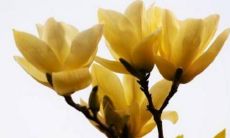 日柱地支为偏印的个人是否在整体婚姻运势方面会遇到顺遂的局面?