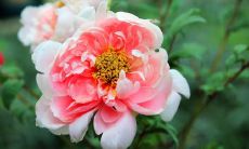 探究日坐七杀命格的成功之道:如何通过聪明、魅力等因素取得事业上的巨大成就?