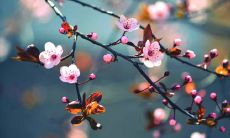 揭秘日坐七杀命格的男生的综合运势:未来发展如何?