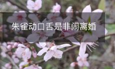 朱雀夫妇因激烈口角引发诸多争议,矛盾加剧导致离婚现实,备受关注和议论