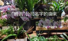 探寻“腾讯”这个公司名字的渊源和起源