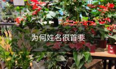 为什么在各种场合中,姓名都显得非常重要,并且在很多情况下也是至关重要的一个因素?