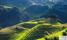 如何摆放发财树来提升职位并增加收入?掌握发财树的放置技巧可以让您走上成功之路!