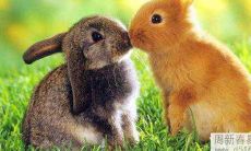 2022年1月属兔女性的全面健康状况展望与预测