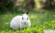 适:属猴和属兔的星座配对合适吗?探讨属兔与属猴的婚姻是否有可靠的先天优势和挑战性?