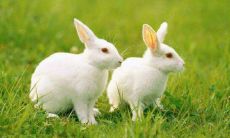 因属兔和属龙之间相冲相克而产生的问题,该如何有效化解?