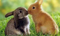 详细对照表:2020年属兔人的年龄对照表,查看今年多大以及生肖属相为兔的人的年龄计算方法