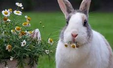 如何在生肖属兔的人中吸引桃花,桃花位于哪里?