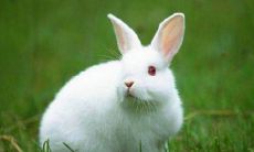 2021年属兔人的10月运势和未来发展趋势该如何解读?