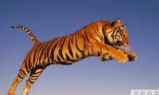 属虎人在2021年的全年运势预测:回顾历史,探究未来!