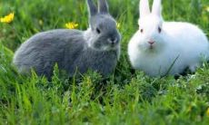 具体来说,属兔男人在感情方面有何特点和倾向?