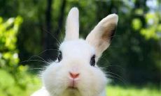 属兔的最难相处生肖是哪些?与哪些属相最不和?