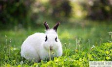 哪些发型适合属兔人?留长发是否是生肖兔的最佳选择?