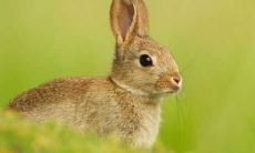 关于属兔女和属龙男是否适合结婚的讨论:考虑到两者性格、生肖属性和相互匹配性等多重因素的分析和评估