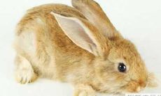 1987年属兔人的财运如何?未来何时财神爷会降临他们?