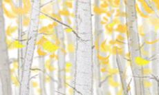 射手座婚前紧张情绪的不同表达方式:探析星座特质对婚姻焦虑的影响