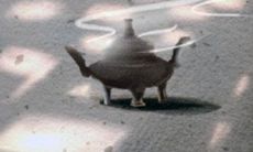 掌握稳定双鱼座男生心的成功方法:长期耐心交往和深入了解他们的需求