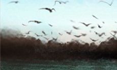 为什么那些天生的狮子座男生总是孑然一身而独处呢?