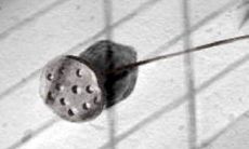 如何让双子座在人群中脱颖而出并展现自身光芒?