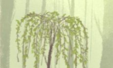 揭秘双子座的反应、挑战和潜在影响!