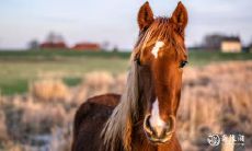 2023年属马人3月28日的星象预测:家务琐事繁忙,请务必做好心理准备!