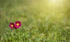 汇总2023年4月相亲吉日,为您的爱情起航提供备选日期!