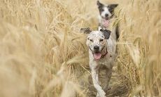 在深夜时分狗狂吠是否预示着不祥之兆?探究犬祸的相似特征