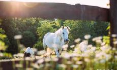 2023.3.11属马人的运势预测:如何营造一个浪漫的氛围?