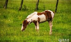 2023.3.7属马人的运势预测:自己的努力胜过依赖他人