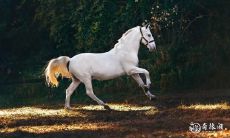 关于2023年2月23日属马人的运势:需要制定实用的工作计划预测!