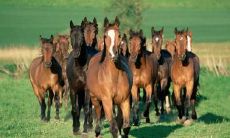 2023年2月21日,属马人的运势预测中,贵人运势不错,有助于人生进展顺畅